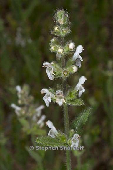 stachys rigida var rigida 3 graphic